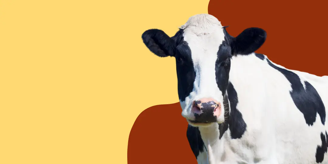 Комбикормы